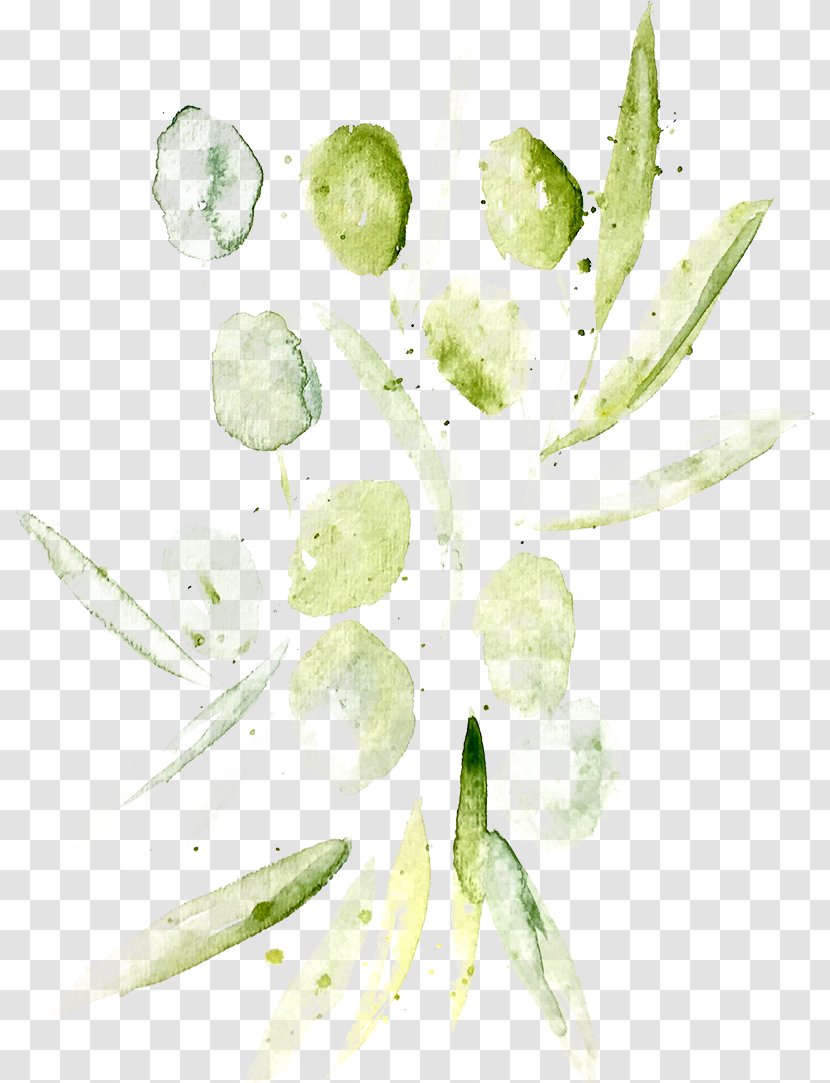 Corleone Sicilian Petal Organic Food Leaf - Watercolour Olive Transparent PNG