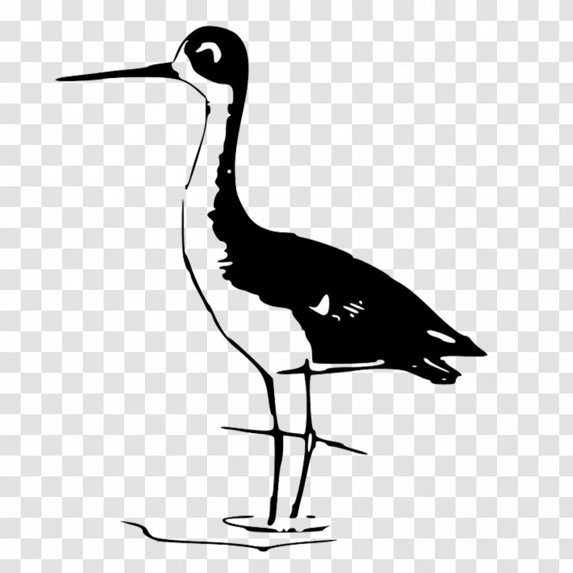 Bird Gulls Owl Stilt Wader - Seabird - Step On The Stilts Of Birds Transparent PNG