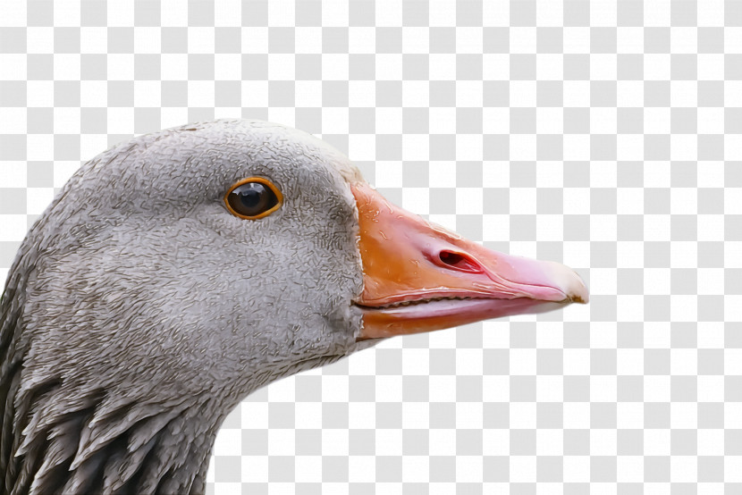 Goose Wild Animal Transparent PNG