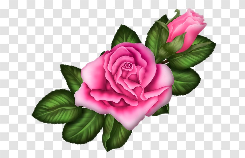 Garden Roses Centifolia Rosa Chinensis Floribunda Pink - Flower - Rose Transparent PNG