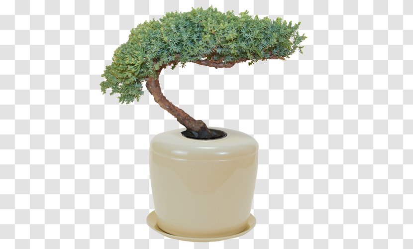 Bonsai Bestattungsurne Flowerpot Cremation - Juniper Transparent PNG