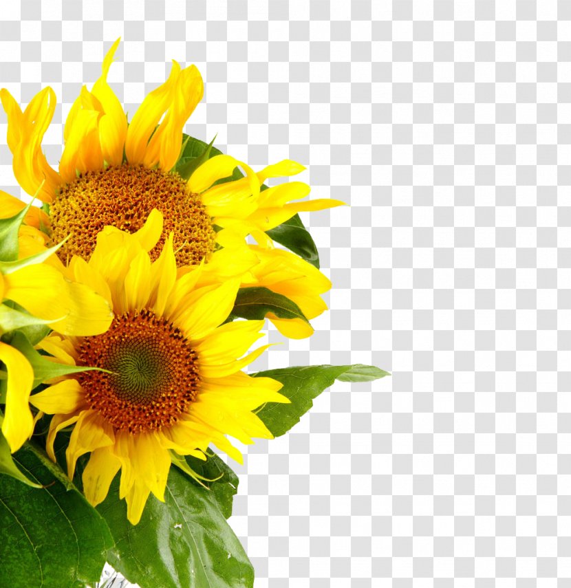 Stock Photography Shutterstock Common Sunflower - Yellow Transparent PNG