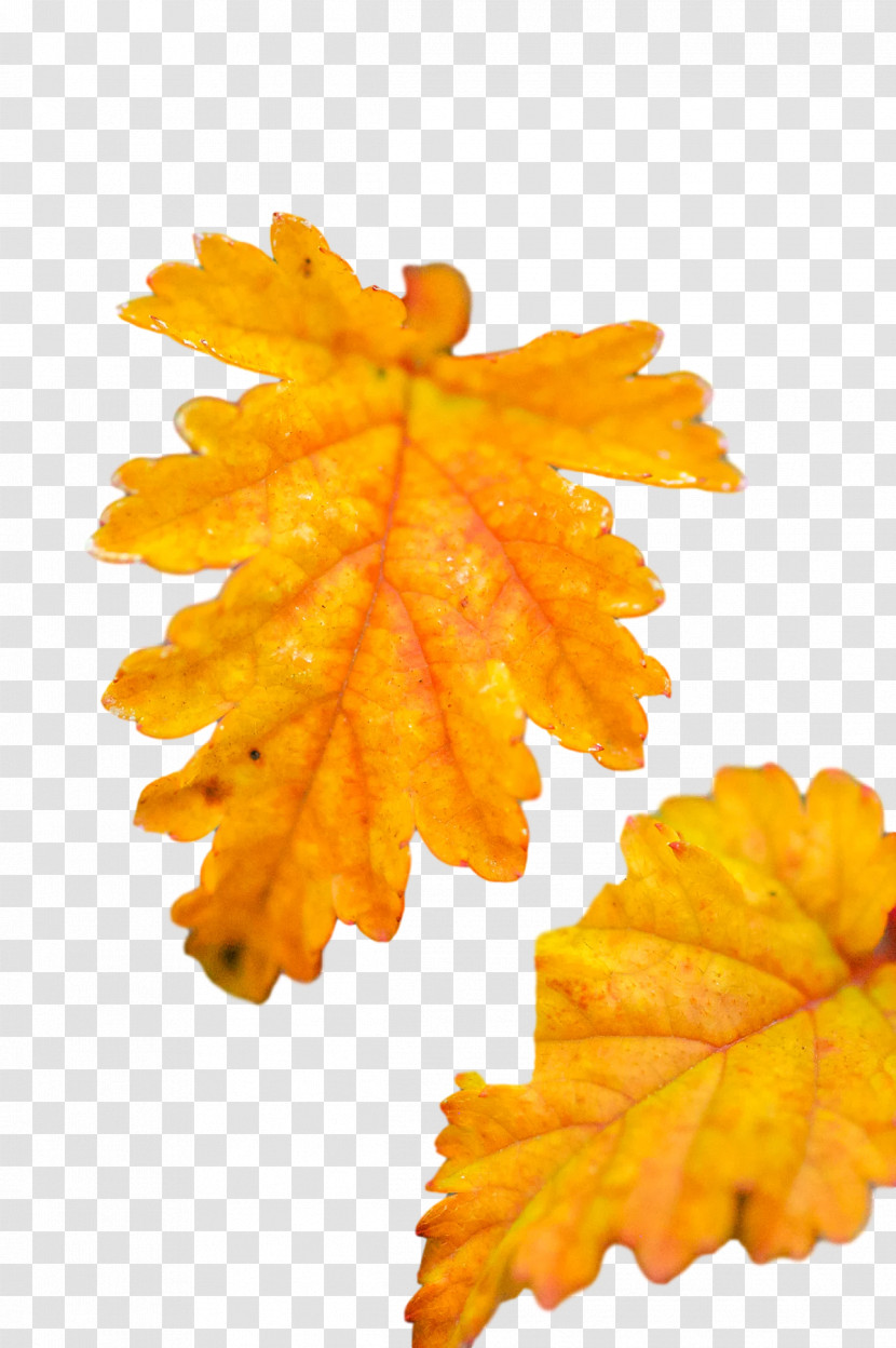 Leaf Maple Leaf / M Autumn M-tree Tree Transparent PNG
