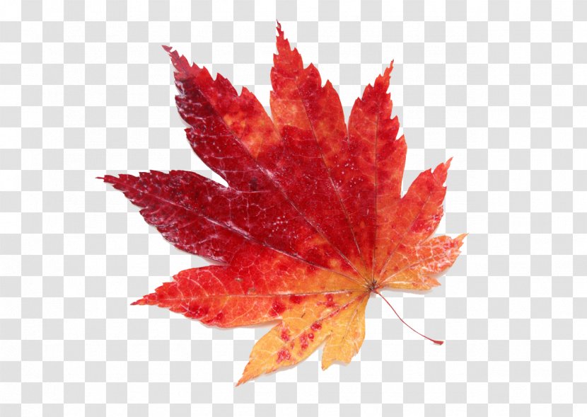 Maple Leaf Color Red Transparent PNG