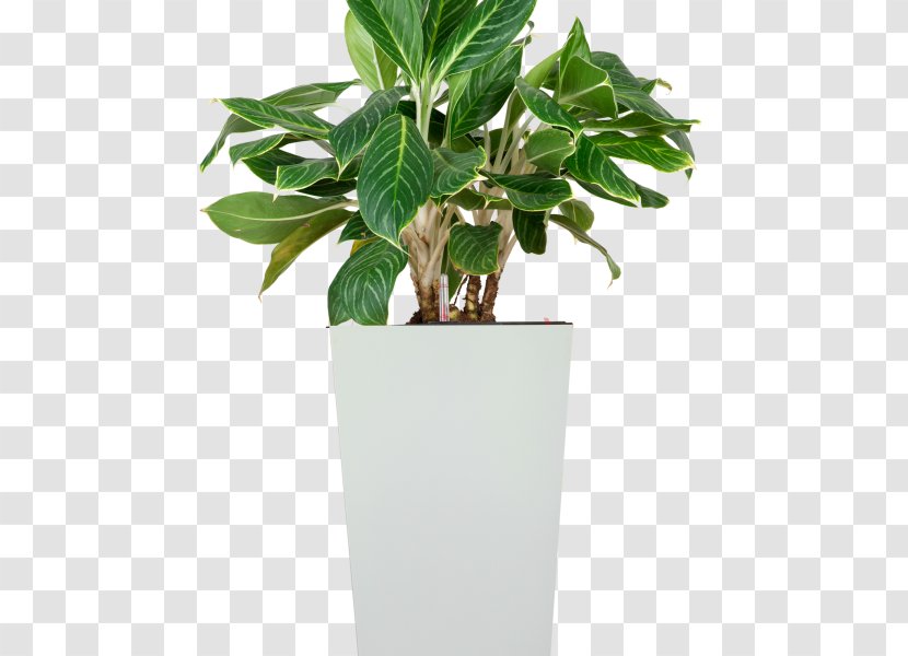 Leaf Ornamental Plant Chinese Evergreen Houseplant Tree - Room Transparent PNG