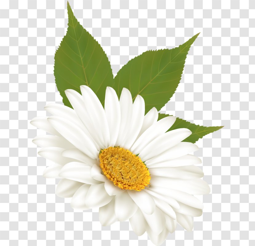 Common Daisy Flower Tulip Clip Art - Marguerite Transparent PNG