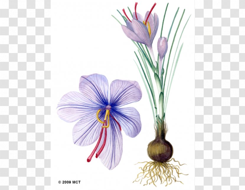 Saffron Autumn Crocus Drawing Botanical Illustration - Still Life Photography - Sativum Transparent PNG