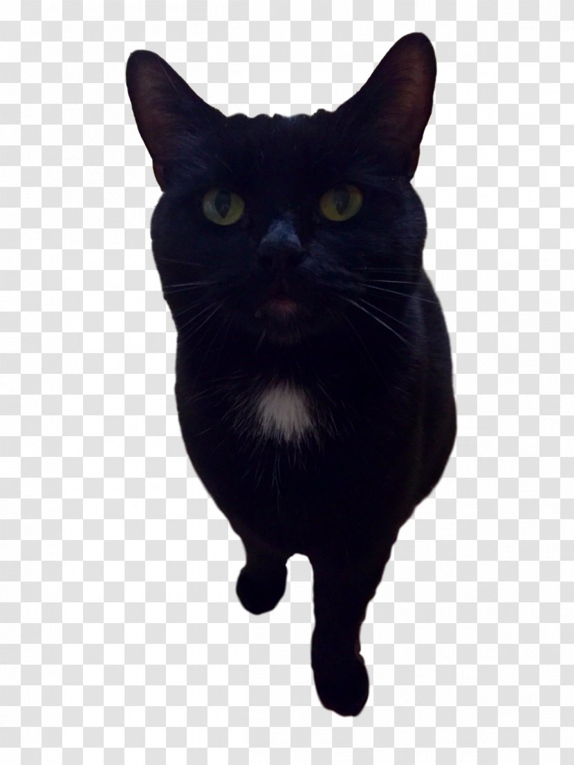 Bombay Cat Korat Havana Brown Black Whiskers - Carnivoran - Parsley Transparent PNG