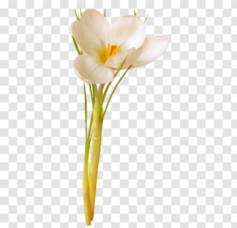 White Lily Flower - Cut Flowers - Arum Family Transparent PNG