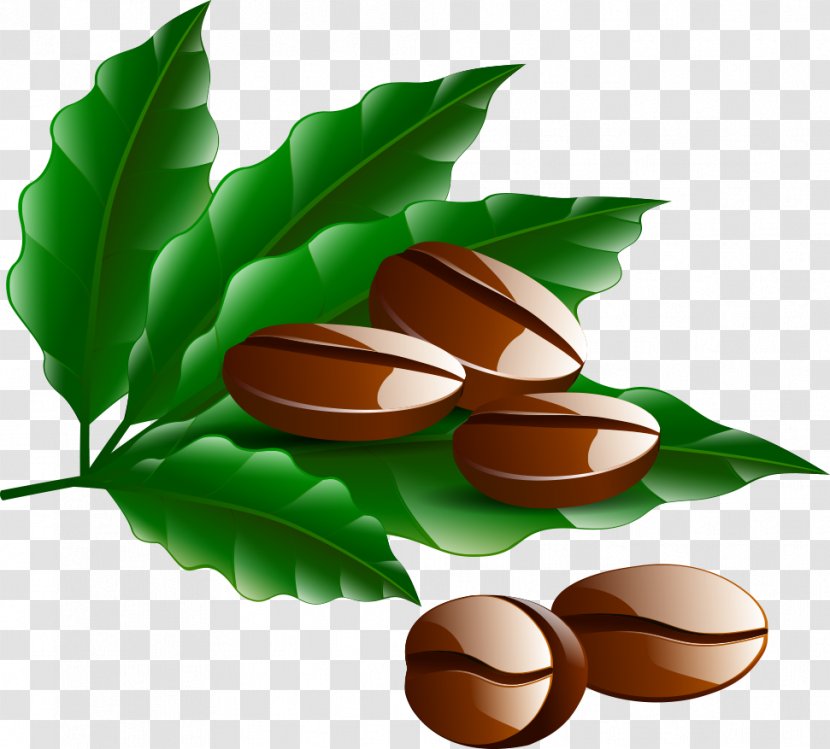 Coffee Bean Cafe Kopi Luwak - Fruit - Vector Beans Transparent PNG