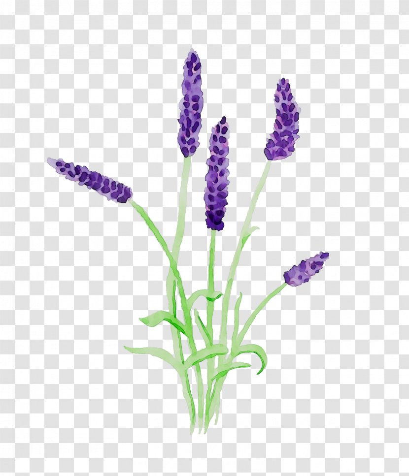 English Lavender French Plant Stem Plants Transparent PNG