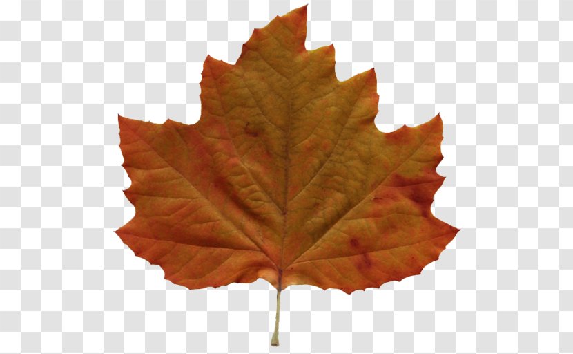 Autumn Leaf Color Amazing Clip Art - Foliage Transparent PNG