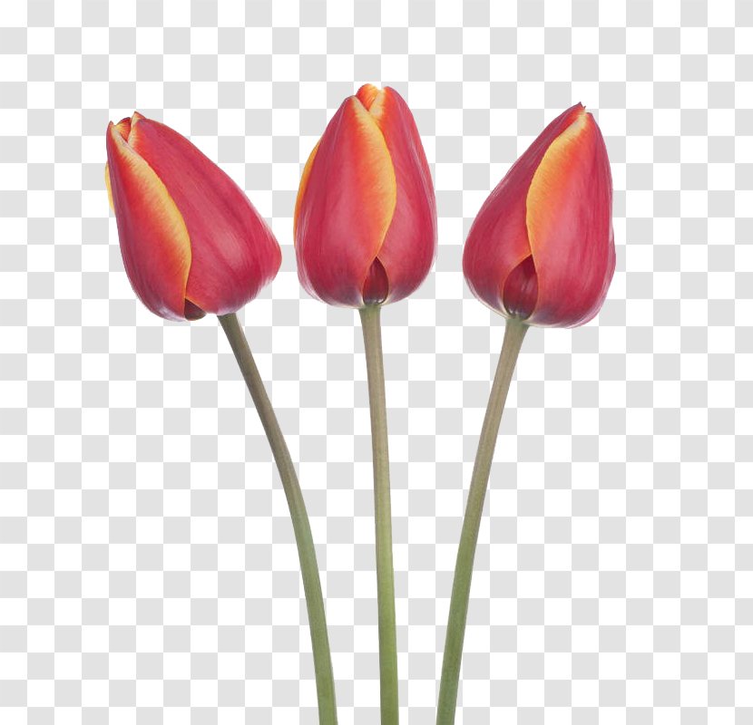 Tulip Photography Flower - Red - Three Tulips Transparent PNG