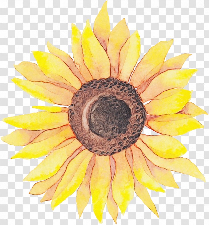 Watercolor Flower Background - Sunflower Seed - Paint Transparent PNG