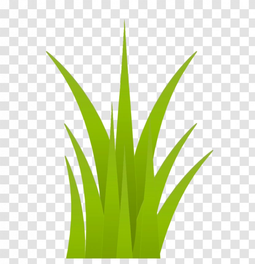 Grasses Flowerpot Plant Stem Leaf Transparent PNG
