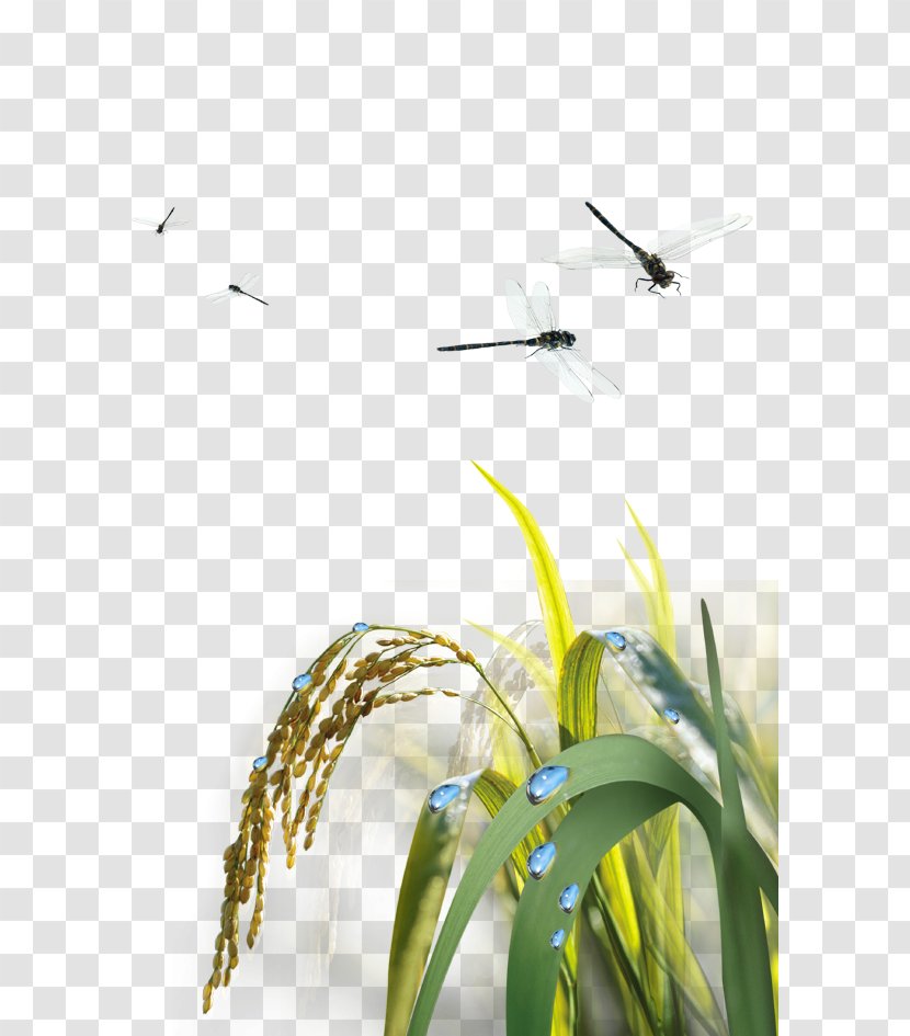 Rice Agriculture - Crop - Dragonfly Transparent PNG