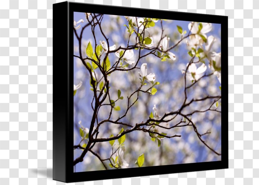Gallery Wrap Flowering Dogwood Picture Frames ST.AU.150 MIN.V.UNC.NR AD Art - Plant - Flower Transparent PNG