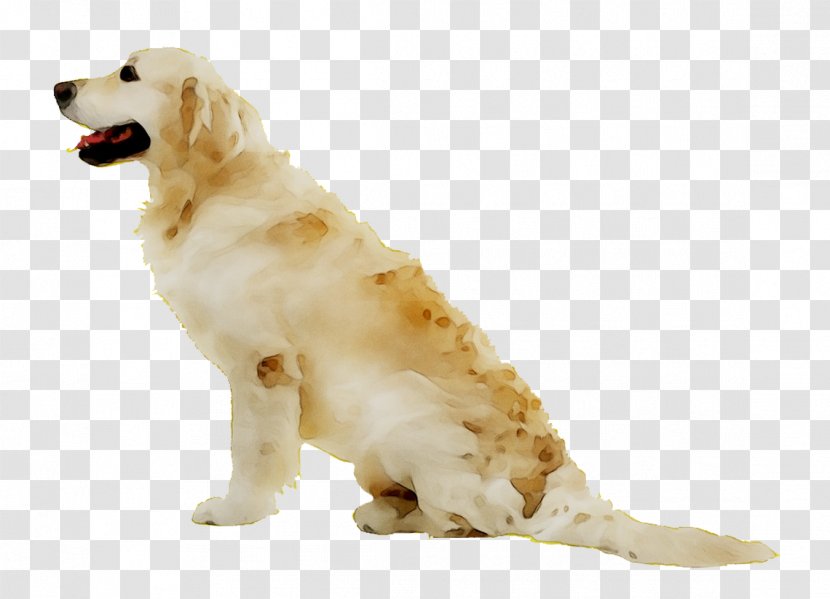 Golden Retriever Dog Breed Companion Gun - Aidi - Mammal Transparent PNG
