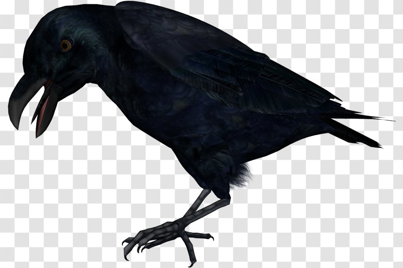 Common Raven Carrion Crow Raster Graphics Editor Clip Art - Aves Transparent PNG