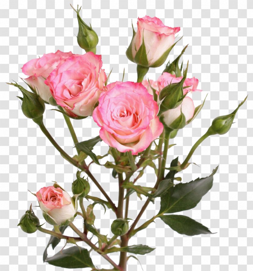 Garden Roses Flower Centifolia Clip Art - Flowering Plant - Rose Transparent PNG