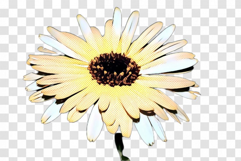 Daisy - Barberton - Flowering Plant African Transparent PNG