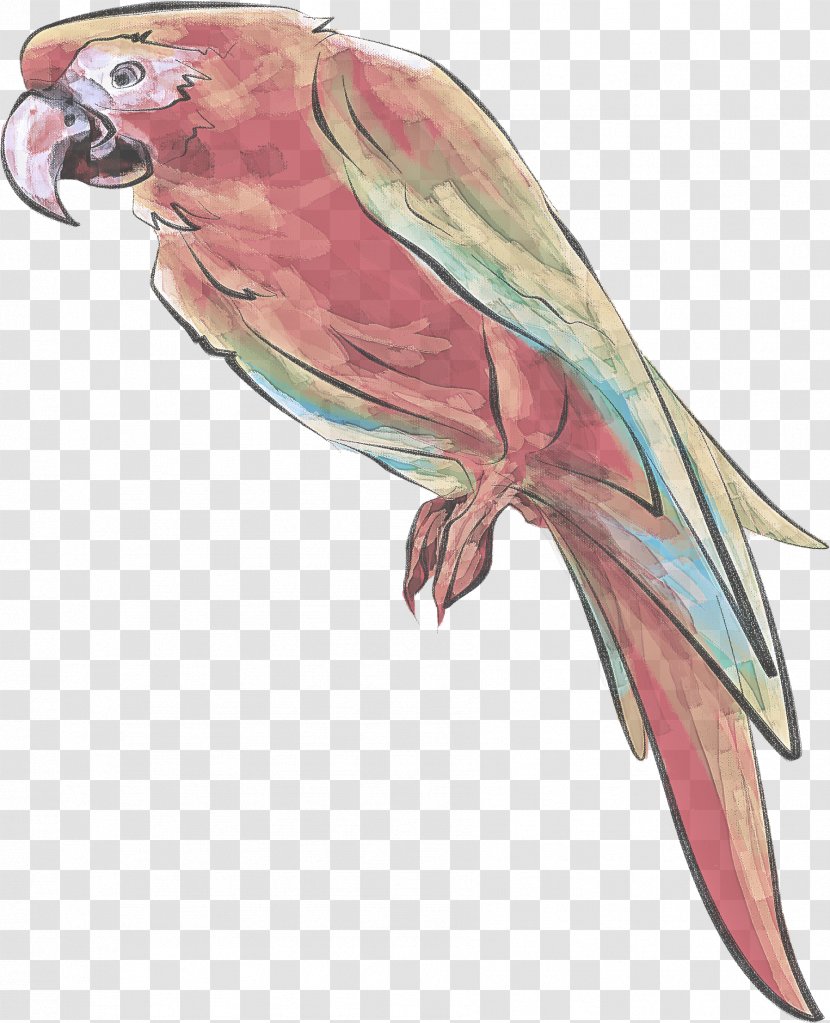 Lovebird - Budgie - Macaw Transparent PNG