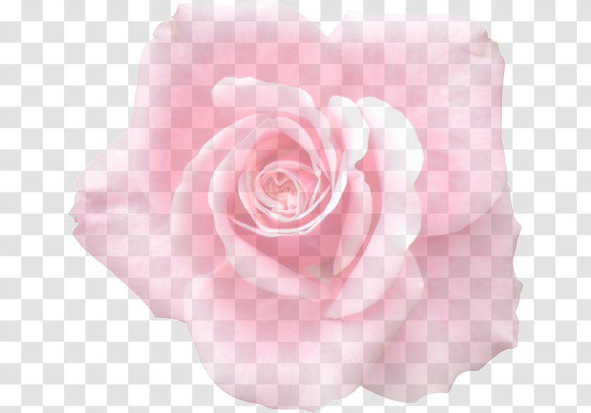 Garden Roses Cabbage Rose Floribunda Graphics Clip Art - Flower Transparent PNG