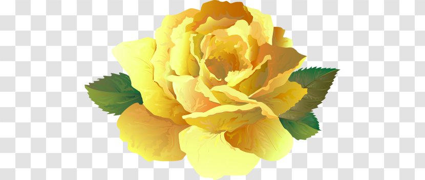 Cabbage Rose Floribunda Floristry Cut Flowers Peony - Order Transparent PNG
