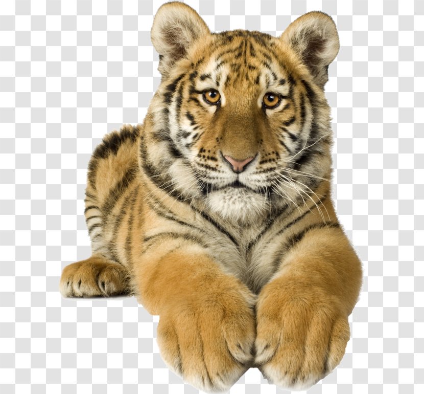 Cat Bengal Tiger Royalty-free Siberian - Carnivoran Transparent PNG