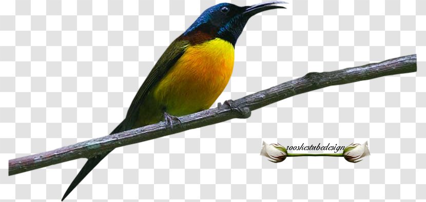 Dieren Wisconsin Fotki Photograph Feather - Beak - Forever Waiting Email Transparent PNG
