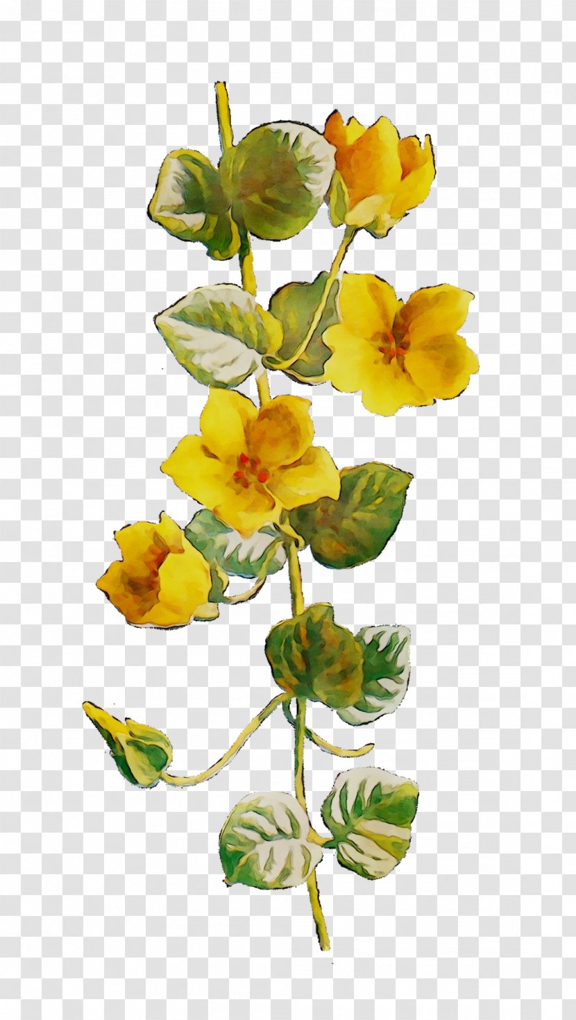Cut Flowers Yellow Plant Stem Flowering - Pedicel Transparent PNG