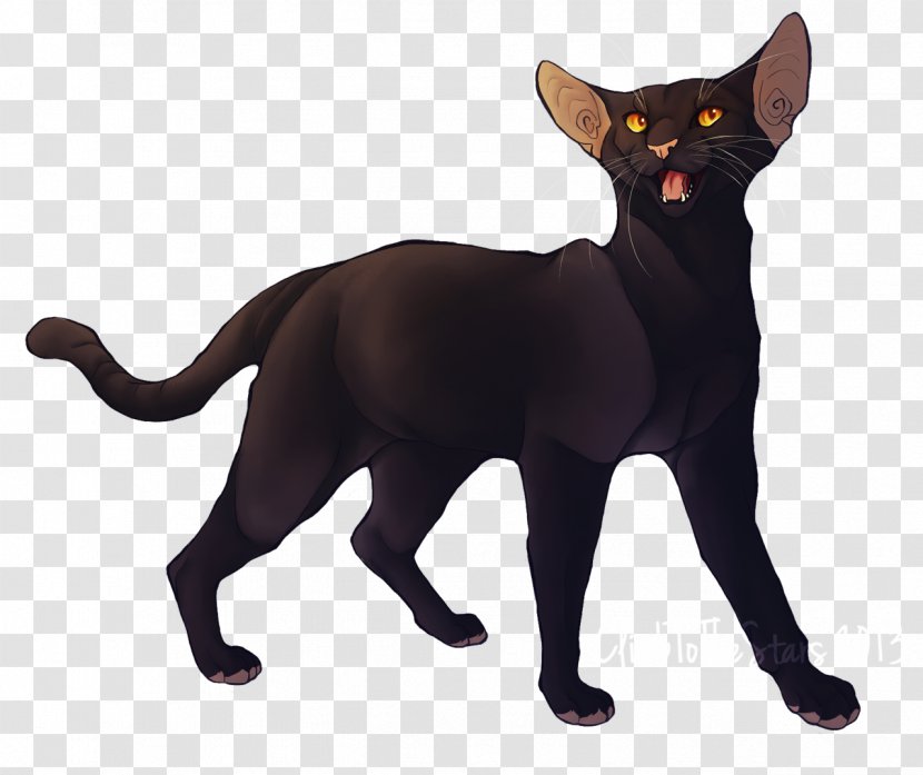 Black Cat Havana Brown Burmese Domestic Short-haired Whiskers - Shorthaired - Use Your Illusion I Transparent PNG