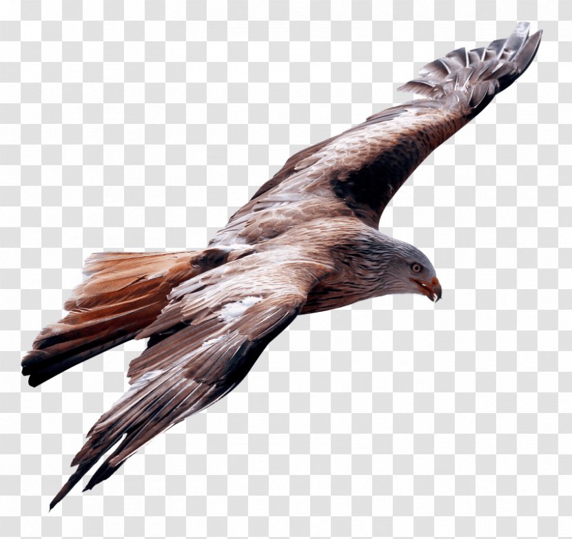 Bald Eagle Flight Bird - Hawk Transparent PNG