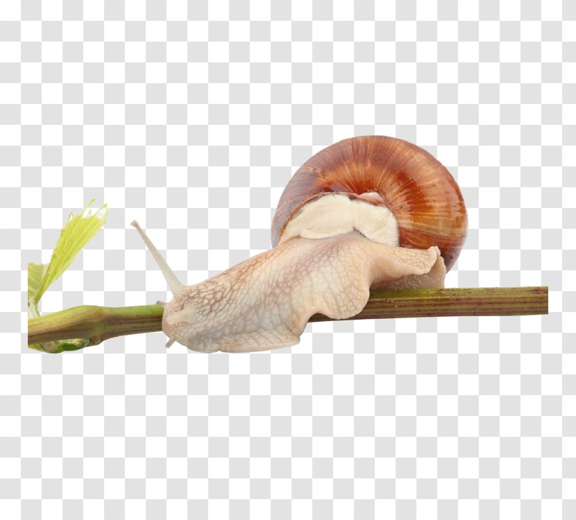 Snail Orthogastropoda Caracol Euclidean Vector - Snails And Slugs - Small Transparent PNG