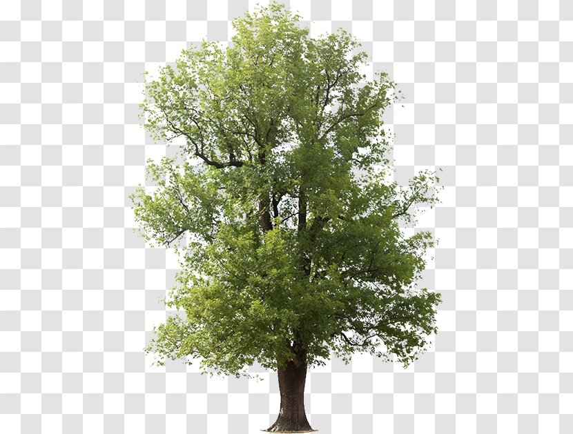 Tree Green Ash Black Oak Royalty-free - Plant - Populus Nigra Transparent PNG