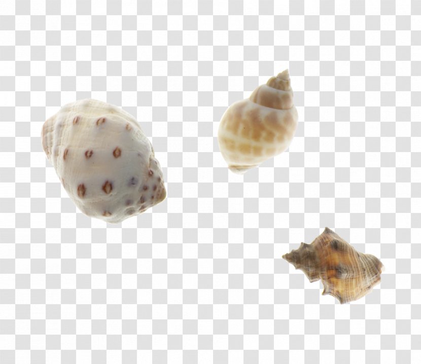 Oyster Clam Mussel Seashell Conchology - Clams Oysters Mussels And Scallops - Conch Transparent PNG