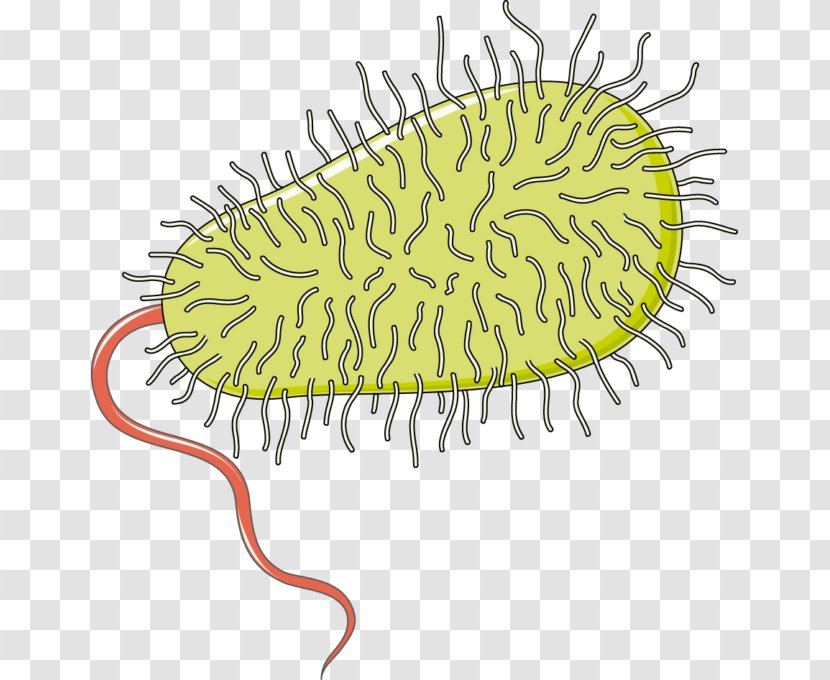 Bacteria Infectious Disease Medicine Therapy Germ Theory Of - Trypanosoma Transparent PNG