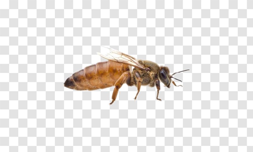 Beekeeping Queen Bee Honey Beehive - Abdomen Transparent PNG