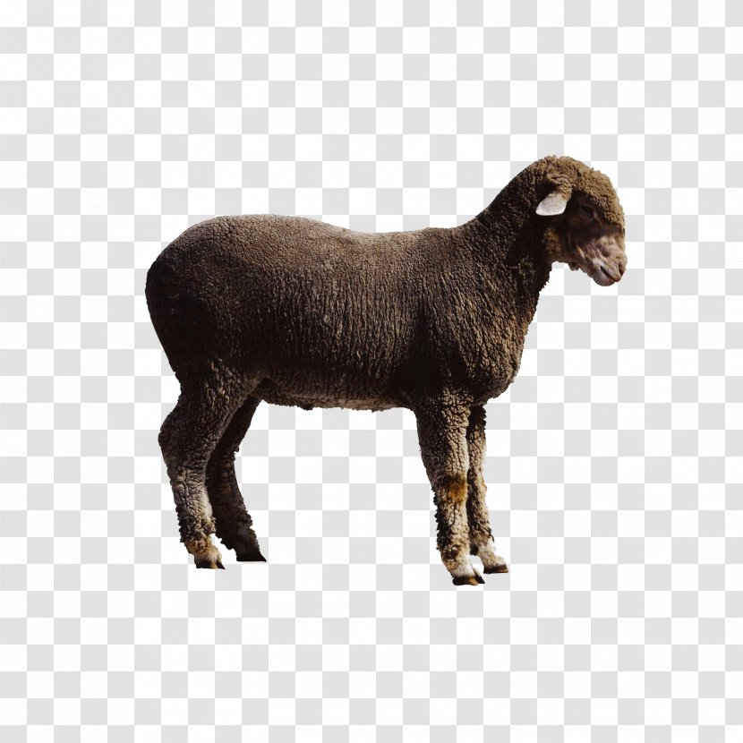 Sheep Goat Cattle - Animal Slaughter Transparent PNG