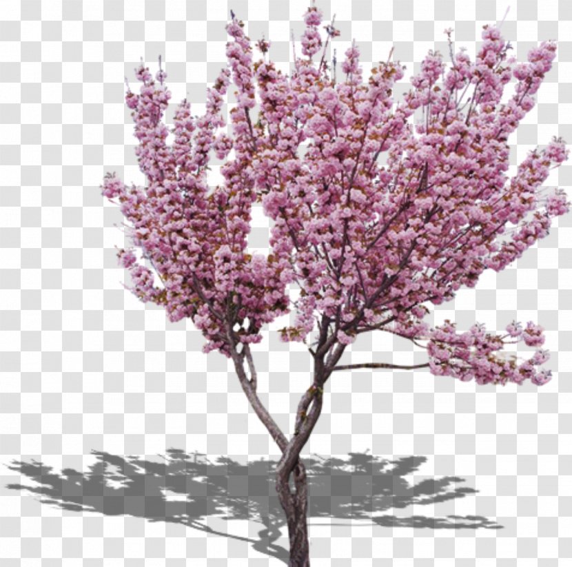 Cherry Blossom Peach Tree Transparent PNG