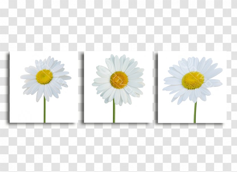 Common Daisy Oxeye Transvaal Cut Flowers Petal - Sunflower M - Kartini Transparent PNG