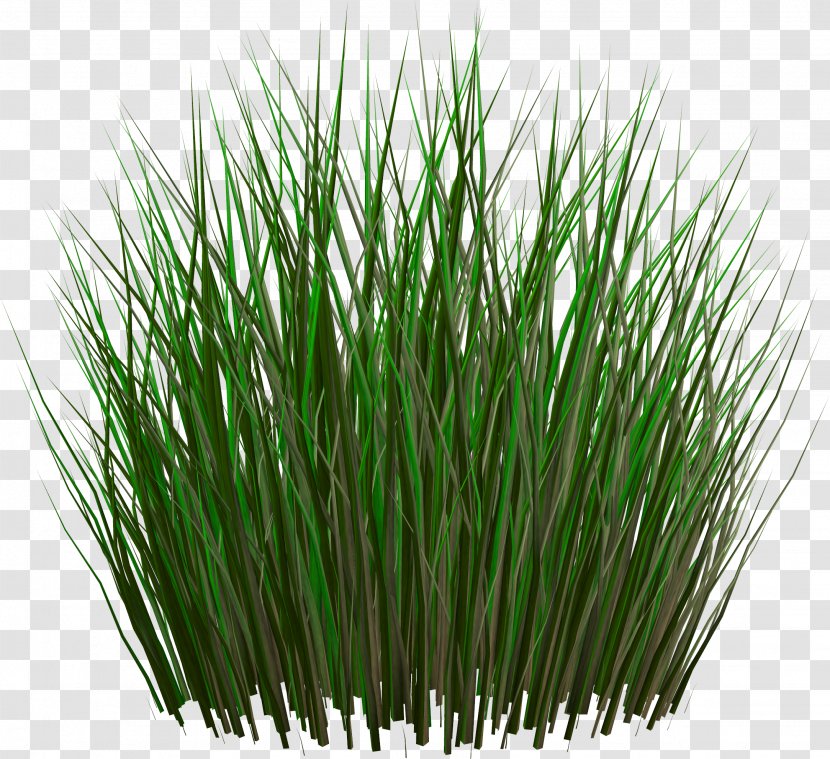 Grasses Clip Art - Grass Family - Image, Green Picture Transparent PNG