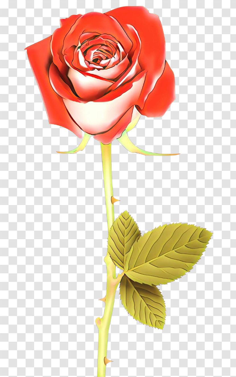 Garden Roses Transparent PNG