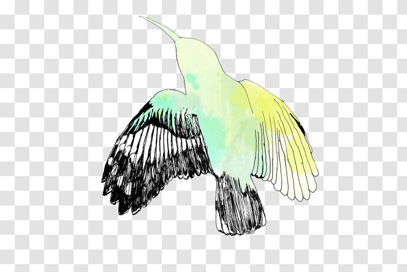 Hummingbird Owl Parrot Animal - Wing - Indie Pop Transparent PNG