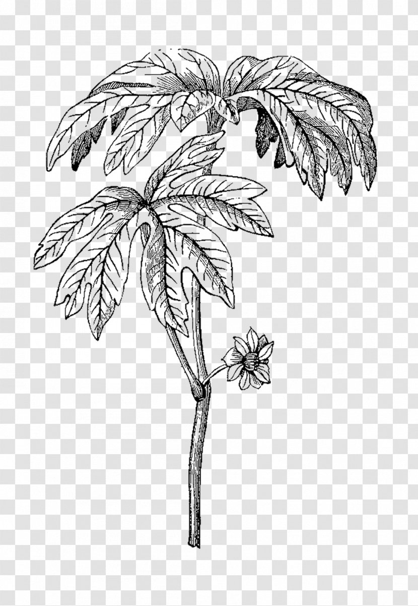 Black And White Drawing Visual Arts Monochrome - Botany - Herbs Transparent PNG
