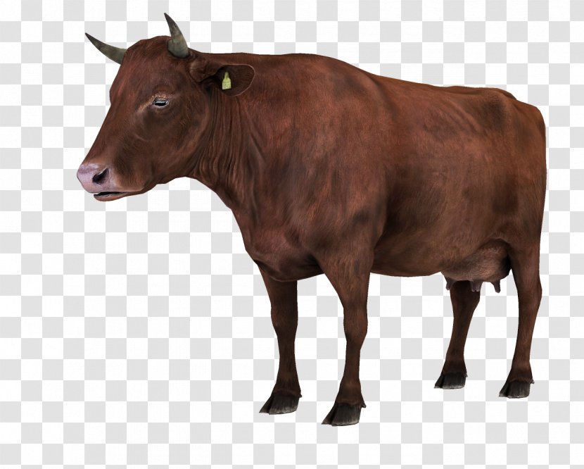 Calf Red Angus Ox Dairy Cattle - Snout - The People's Rescue Transparent PNG