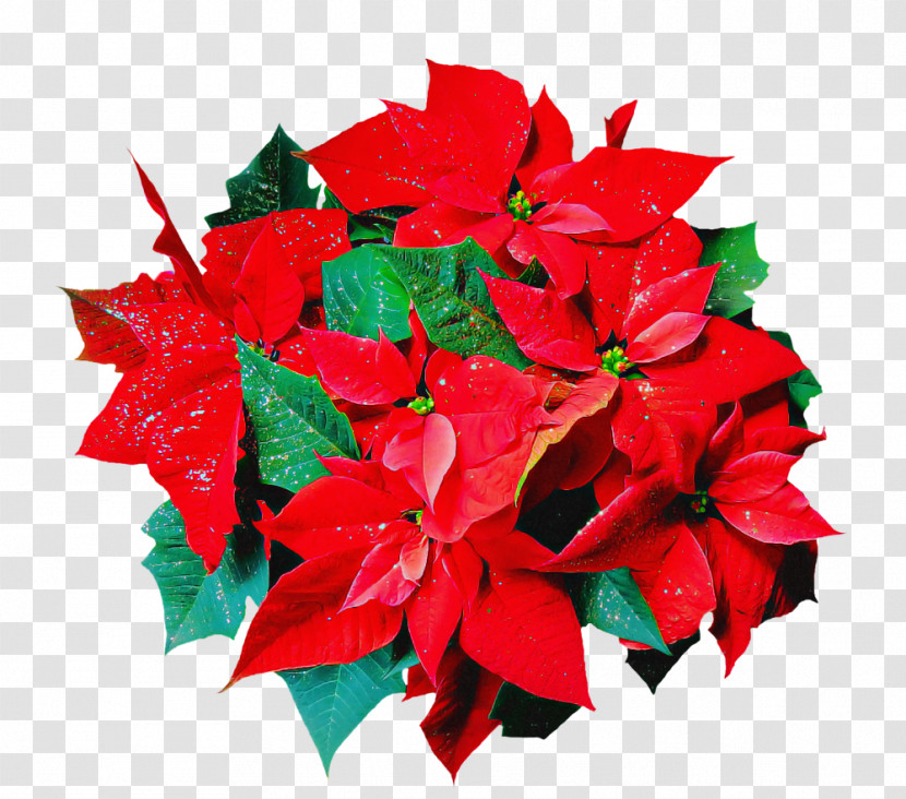 Flower Red Poinsettia Leaf Plant Transparent PNG