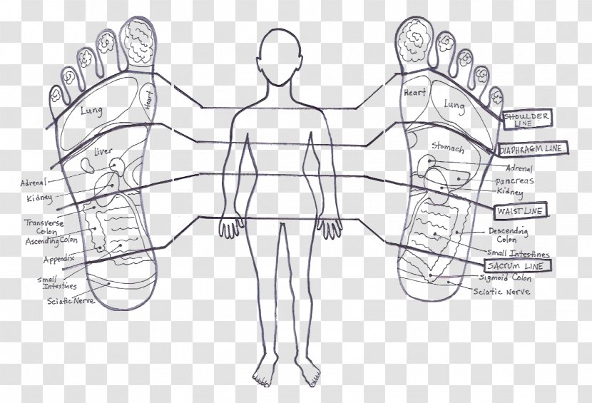 Stories The Feet Can Tell Thru Reflexology Foot Human Body Hand - Frame - Horizontal Line Transparent PNG