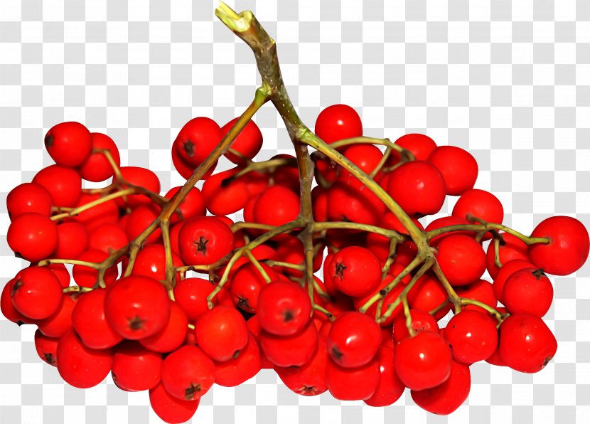 Sorbus Aucuparia Rowan Berry Pink Peppercorn Clip Art - Food - Cherry Transparent PNG