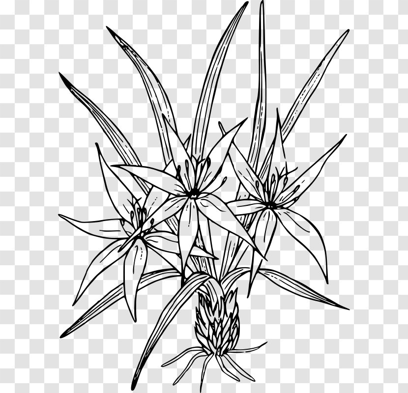 Petal Orange Lily Cut Flowers - Flora - Flower Transparent PNG